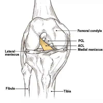 ACL Tear – Definition, Anatomy and Causes (Video) - Town Center Orthopaedics