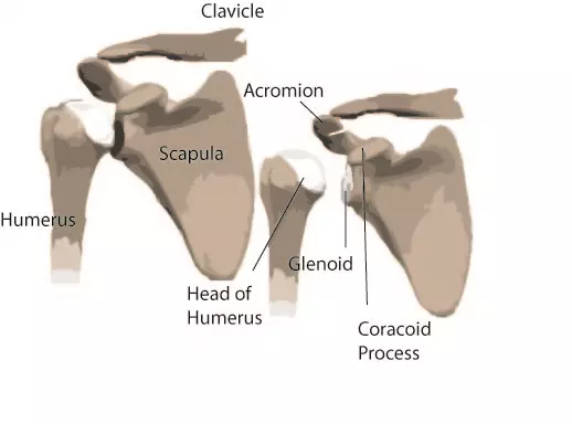 Anatomy and structure of the scapula bone Vector Image